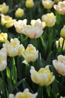 Tulip Double - Double Shake